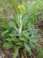 Senecio integerrimus exaltatus