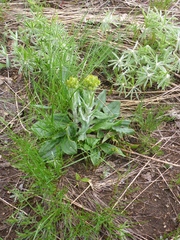 Senecio integerrimus exaltatus