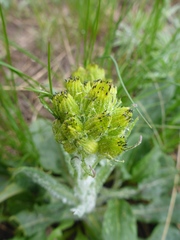 Senecio integerrimus exaltatus