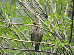 Haemorhous mexicanus