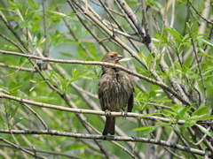 Haemorhous mexicanus