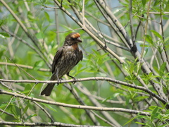 Haemorhous mexicanus