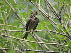 Haemorhous mexicanus