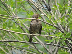 Haemorhous mexicanus