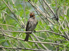 Haemorhous mexicanus