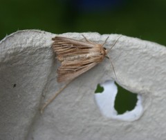 Leucania comma