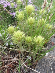 Castilleja thompsonii