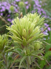 Castilleja thompsonii