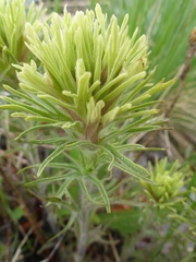 Castilleja thompsonii