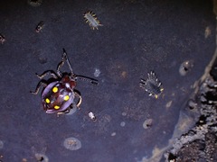 Eumorphus marginatus