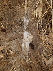 Hadronyche macquariensis