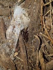 Hadronyche macquariensis