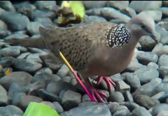 Streptopelia chinensis