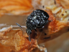 Bruchus occidentalis