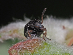 Bruchus occidentalis