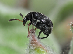 Bruchus occidentalis