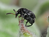 Bruchus occidentalis - Photo (c) Felix Riegel, some rights reserved (CC BY-NC), uploaded by Felix Riegel