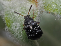 Bruchus occidentalis