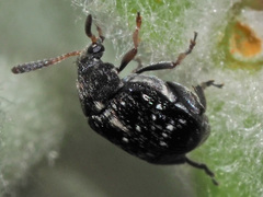 Bruchus occidentalis