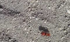 Pseudomethoca anthracina