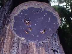 Eumorphus marginatus