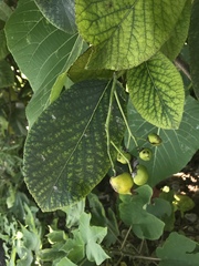 Ehretia dicksonii