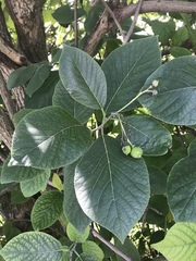 Ehretia dicksonii