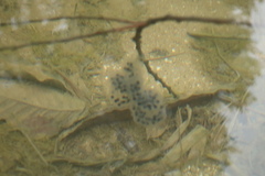 Hynobius leechii