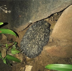Atelerix frontalis