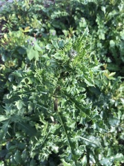 Cirsium arvense