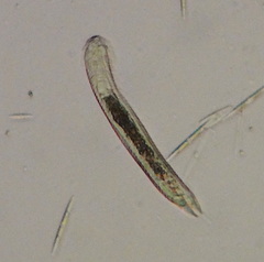 Lepidodermella