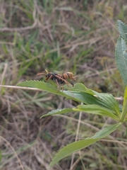 Polistes billardieri