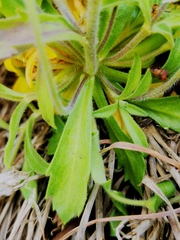 Draba borealis