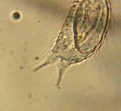Chaetonotus