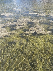 Hydrilla verticillata