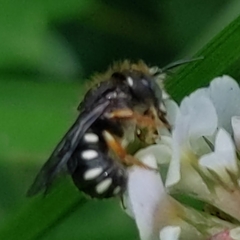 Pseudoanthidium nanum