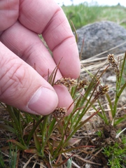 Luzula spicata