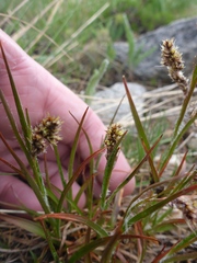 Luzula spicata