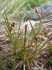 Luzula spicata
