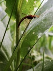 Rhithrogena semicolorata