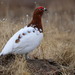 Willow Ptarmigan - Photo (c) Игорь Двуреков, some rights reserved (CC BY-NC), uploaded by Игорь Двуреков