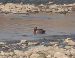 Anas platyrhynchos × zonorhyncha
