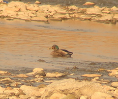 Anas platyrhynchos × zonorhyncha