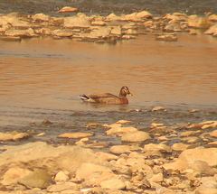 Anas platyrhynchos × zonorhyncha