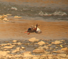 Anas platyrhynchos × zonorhyncha