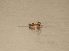 Anas platyrhynchos × zonorhyncha