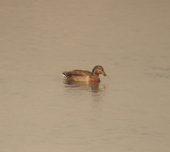 Anas platyrhynchos × zonorhyncha