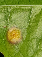 Puccinia dioicae silvatica