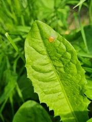 Puccinia dioicae silvatica