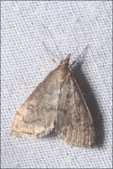 Metasia dicealis